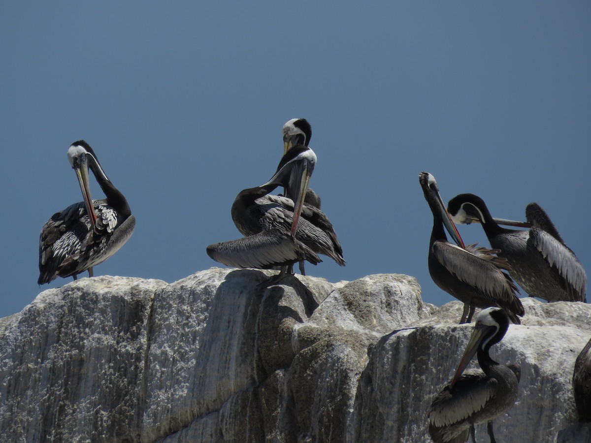 Pélican thage - ML647402105