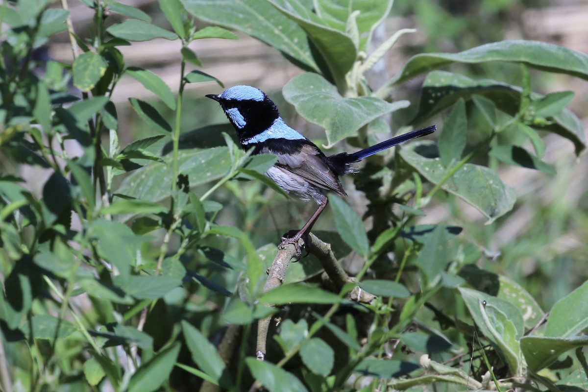 Mérion superbe - ML647402106