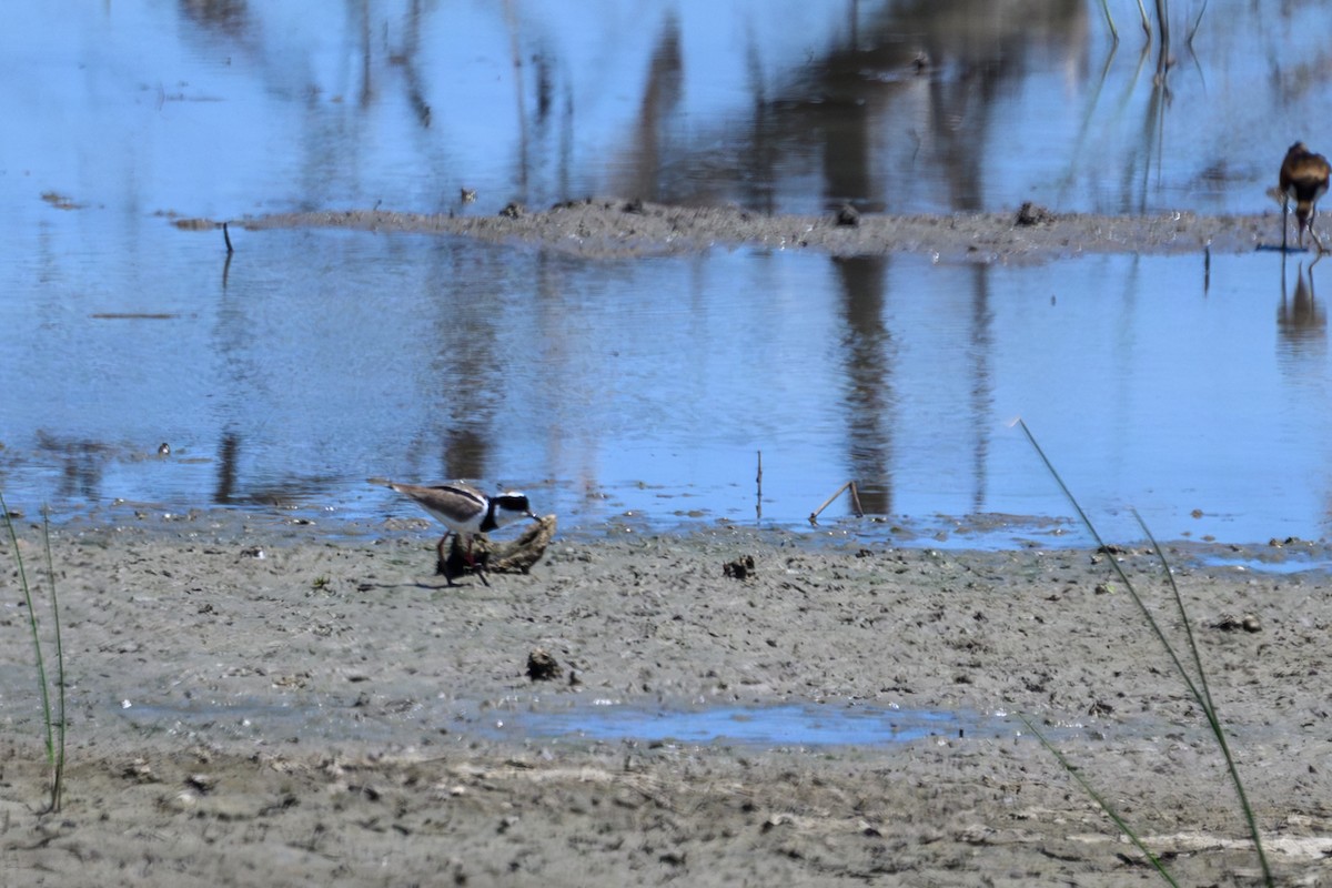 Vanneau de Cayenne - ML647402107