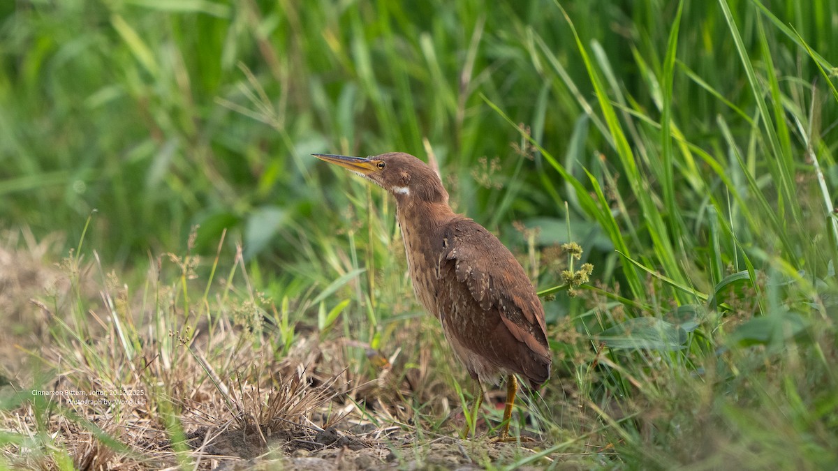 Blongios cannelle - ML647402108