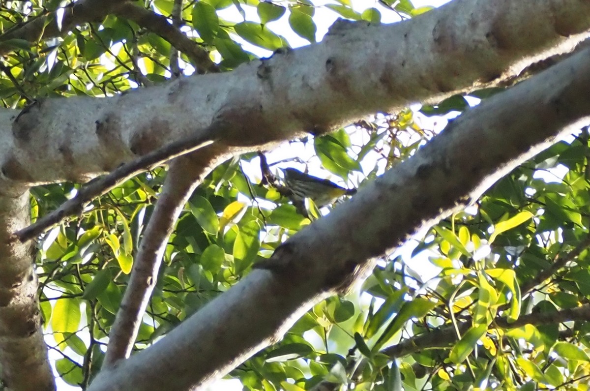 Dicée cul-d'or - ML647402109