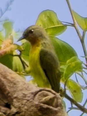 Souimanga à joues rubis - ML647402110