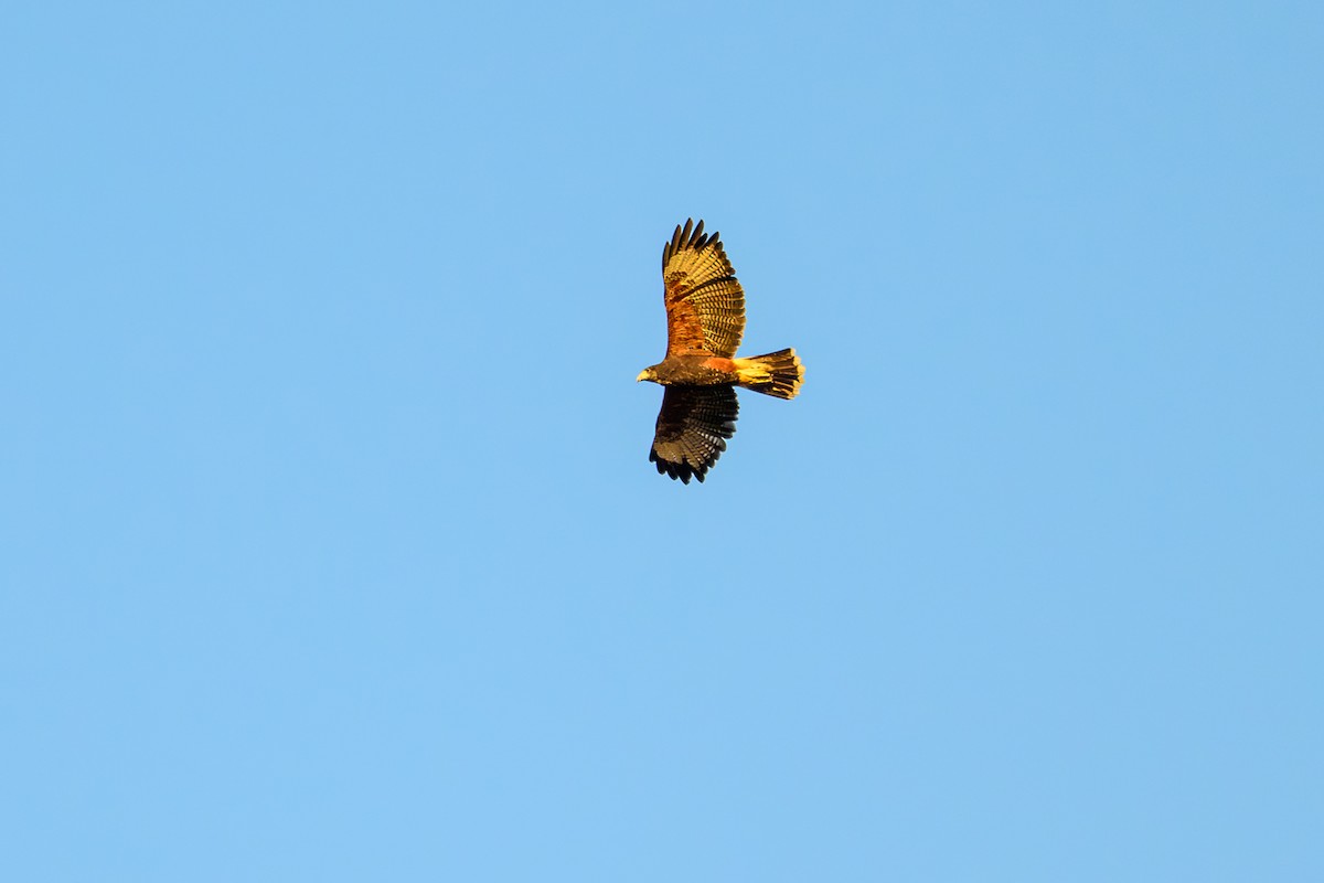 Harris's Hawk - ML647402133