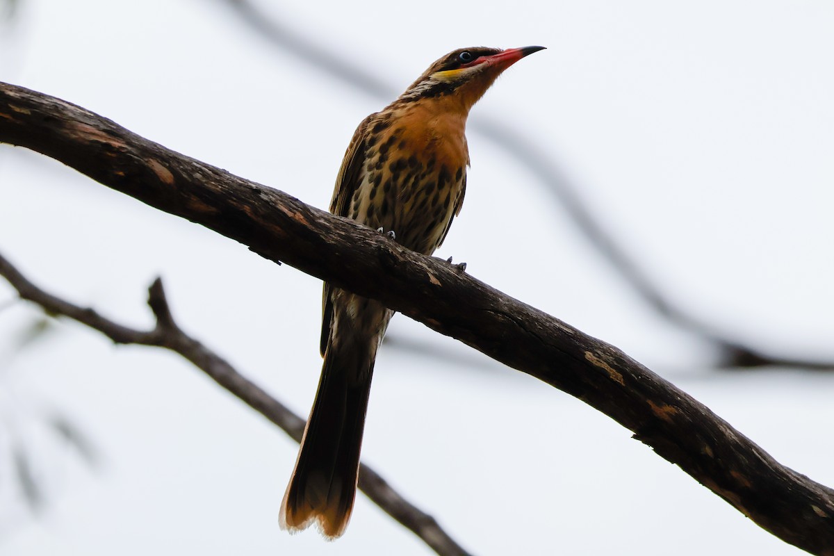 Diken Yanaklı Balkuşu - ML647402134