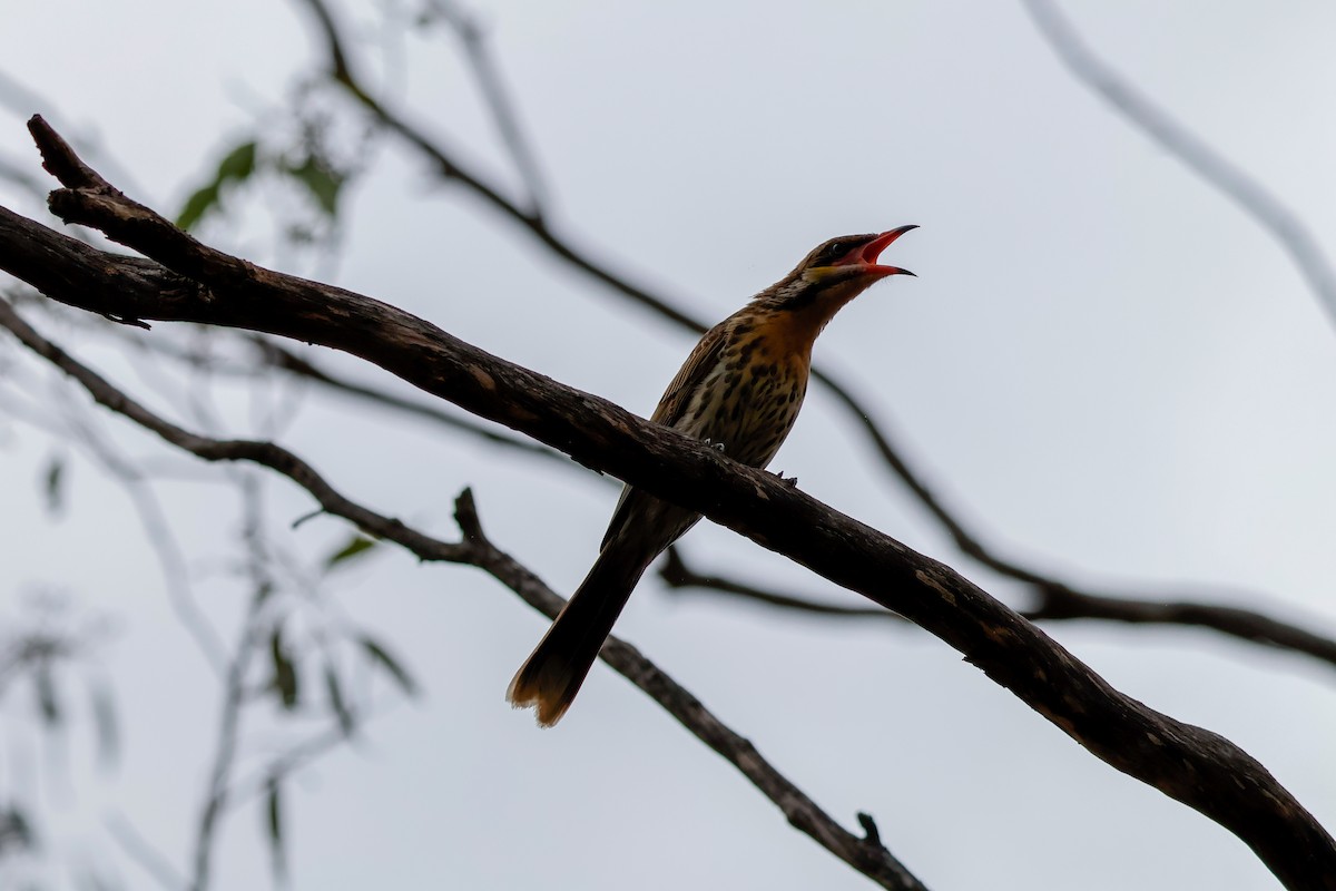 Diken Yanaklı Balkuşu - ML647402135