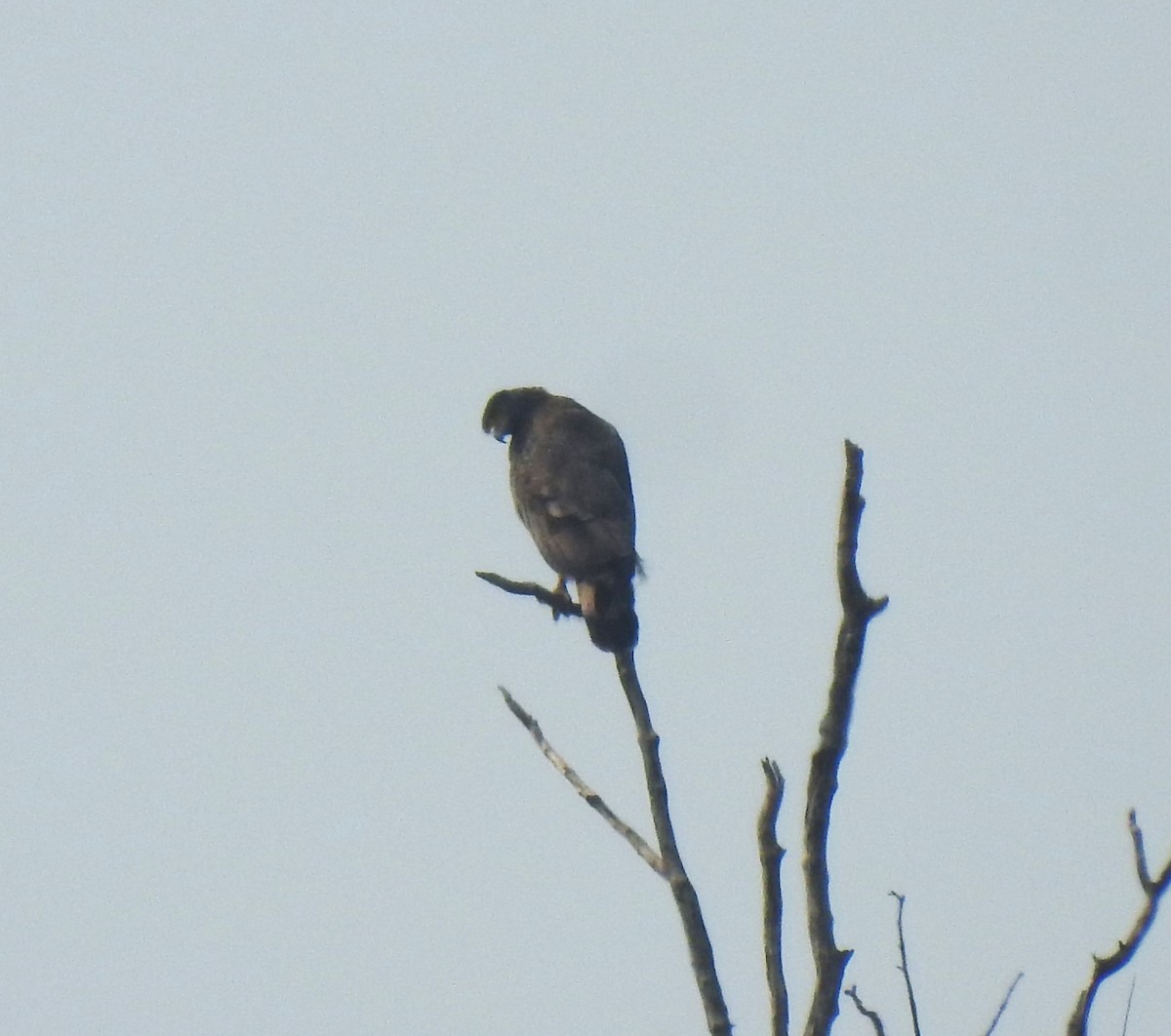 Culebrera Chiíla - ML647402136