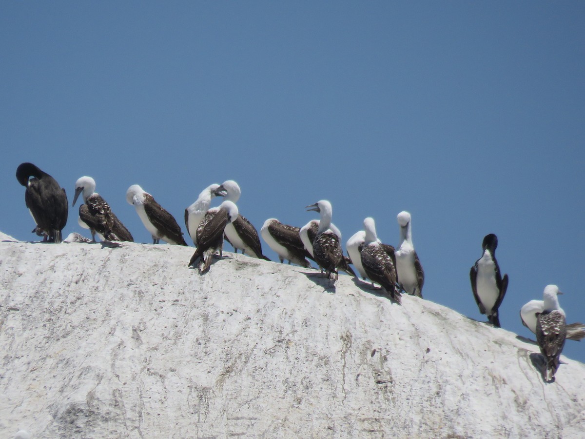 Peruvian Booby - ML647402137
