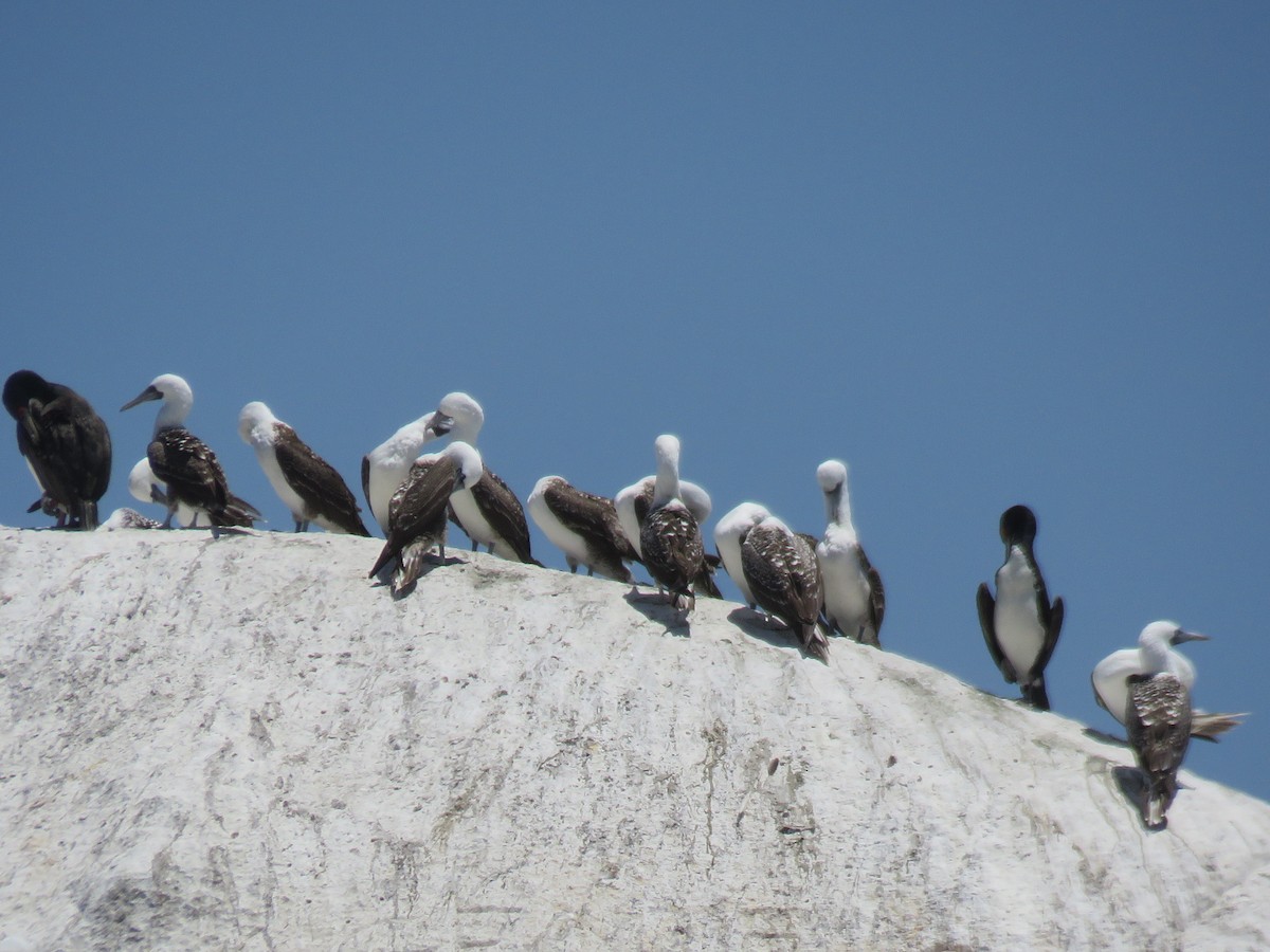 Peruvian Booby - ML647402138