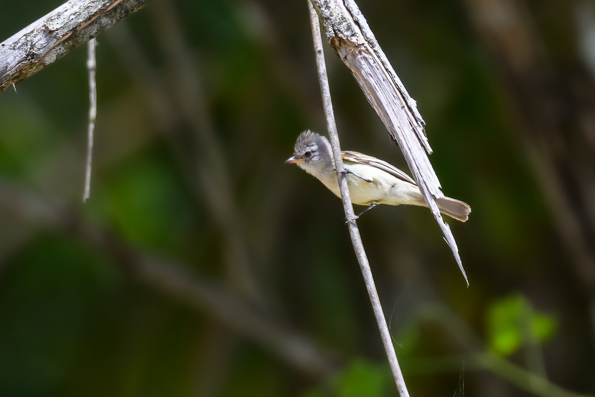 Southern Beardless-Tyrannulet - ML647402141