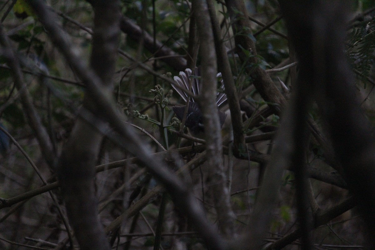 Gray Fantail - ML647402142