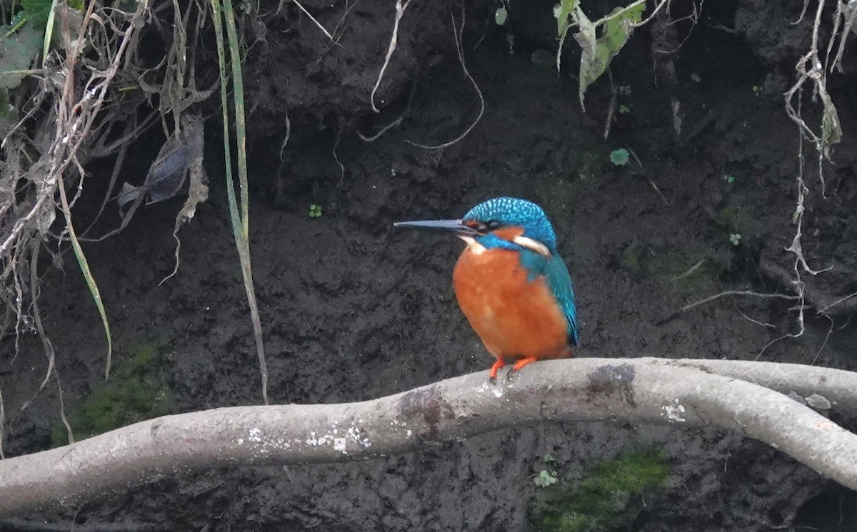 Рибалочка блакитний - ML647402143