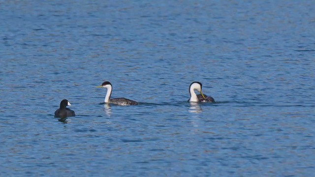 Western Grebe - ML647402144