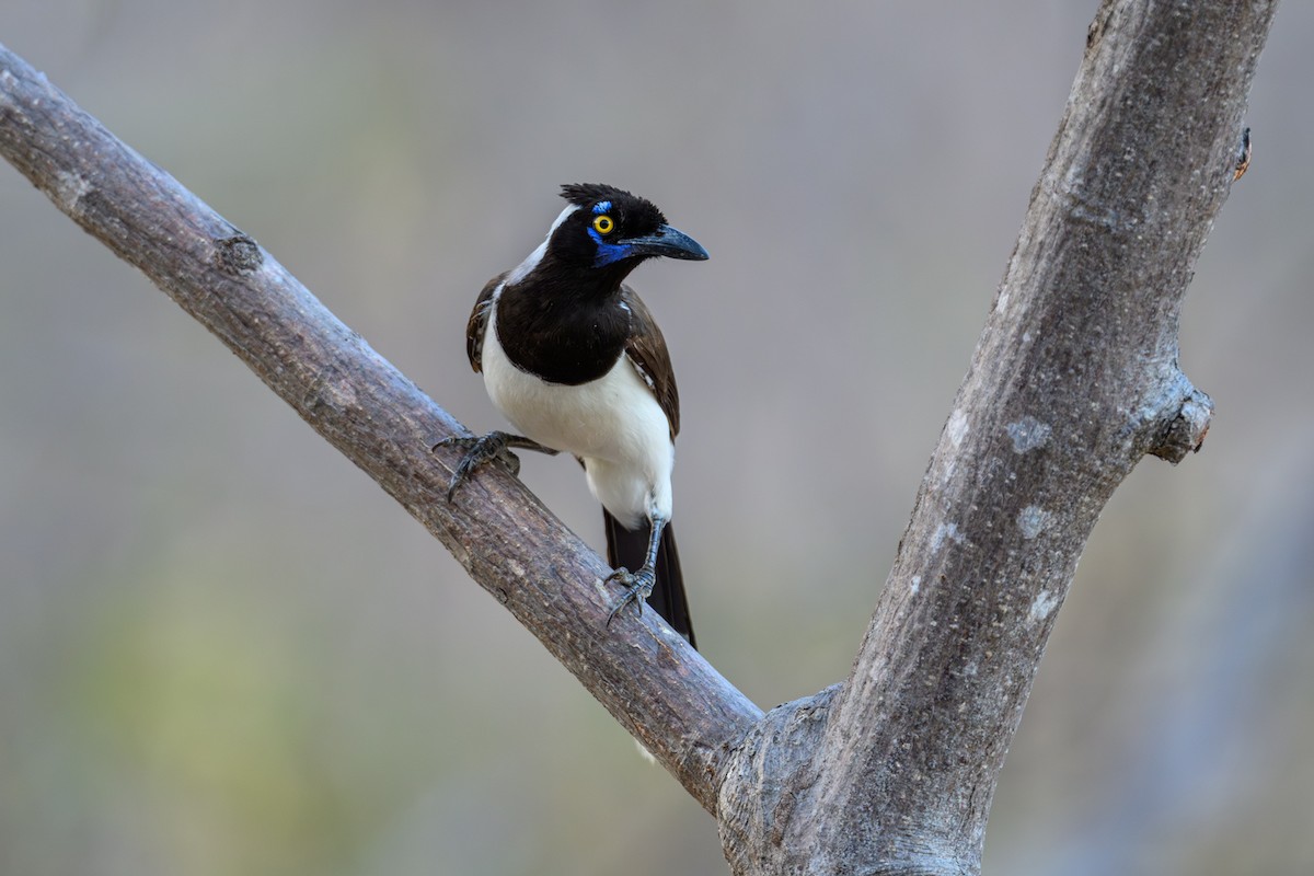 White-naped Jay - ML647402146