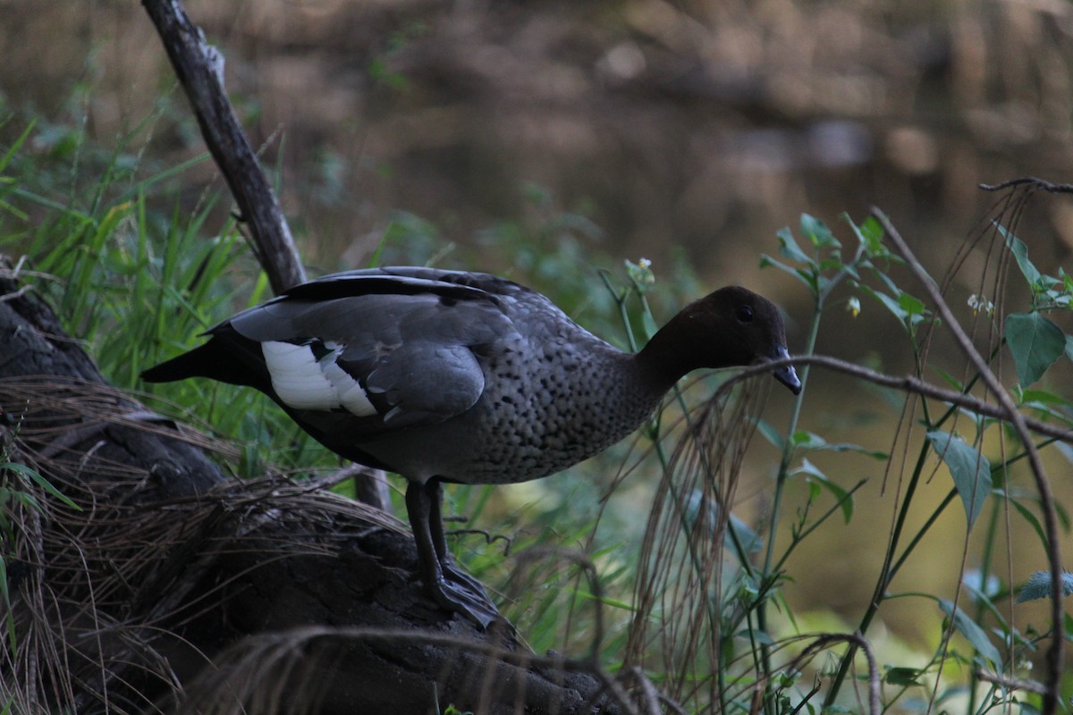 Maned Duck - ML647402147