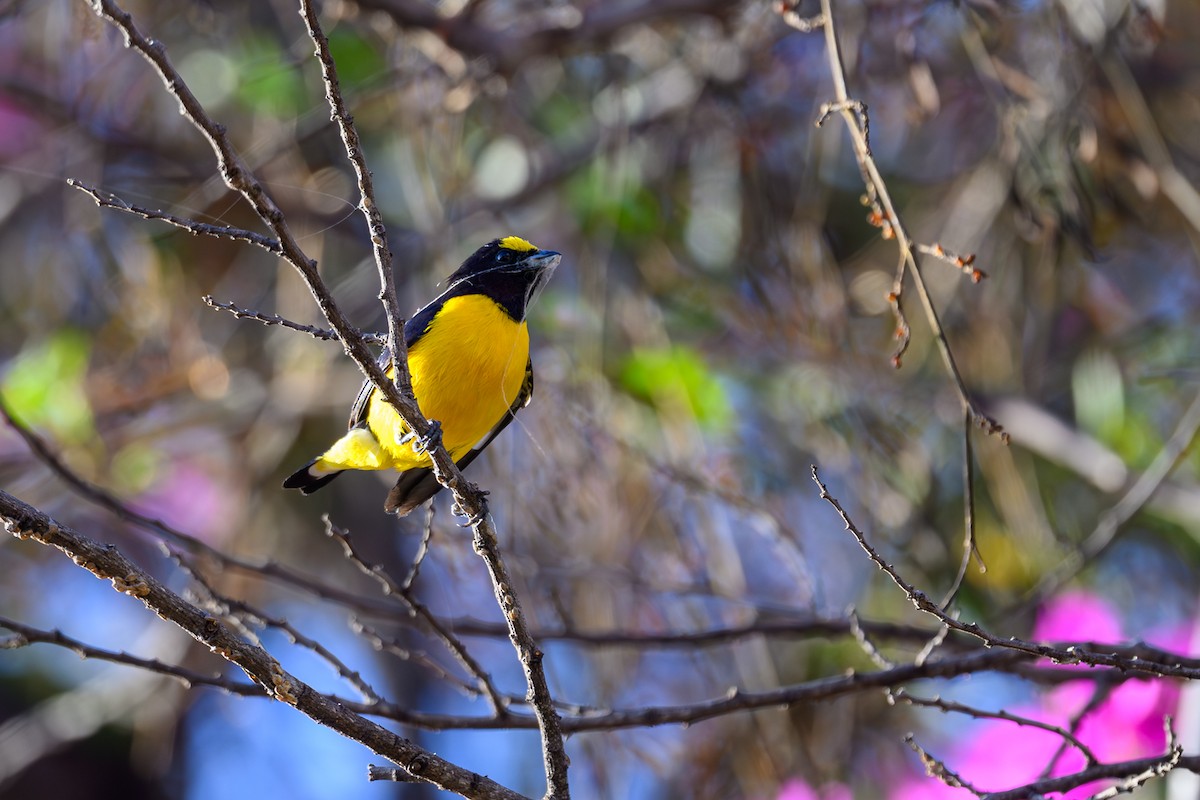 Purple-throated Euphonia - ML647402148