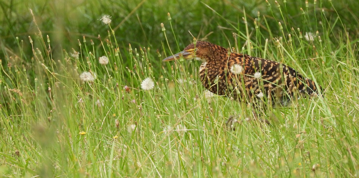 Rufescent Tiger-Heron - ML647402150
