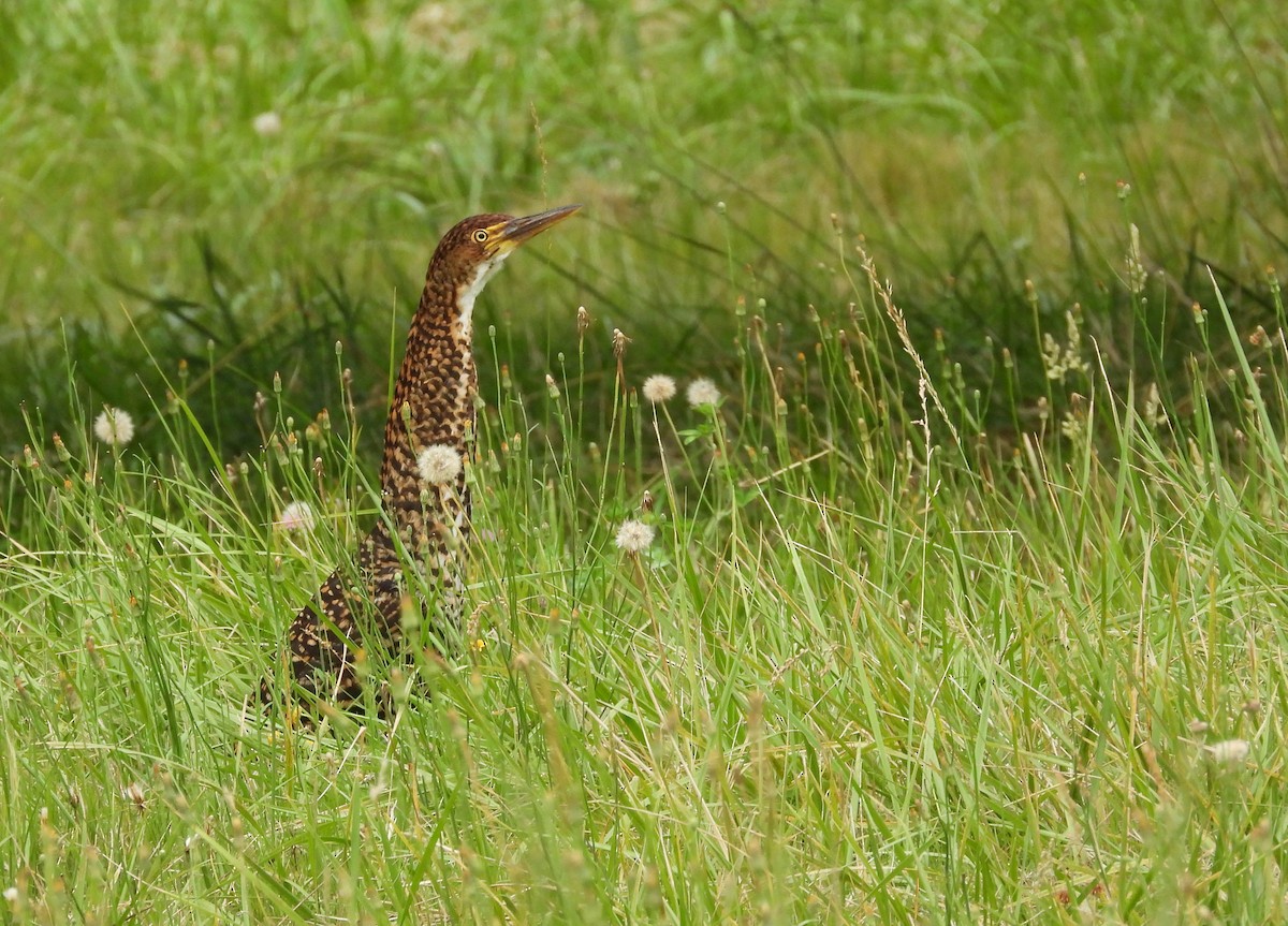 Rufescent Tiger-Heron - ML647402151
