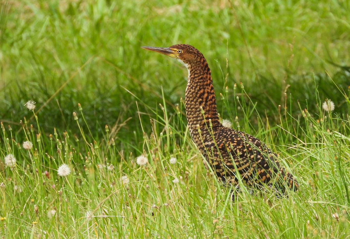 Rufescent Tiger-Heron - ML647402152