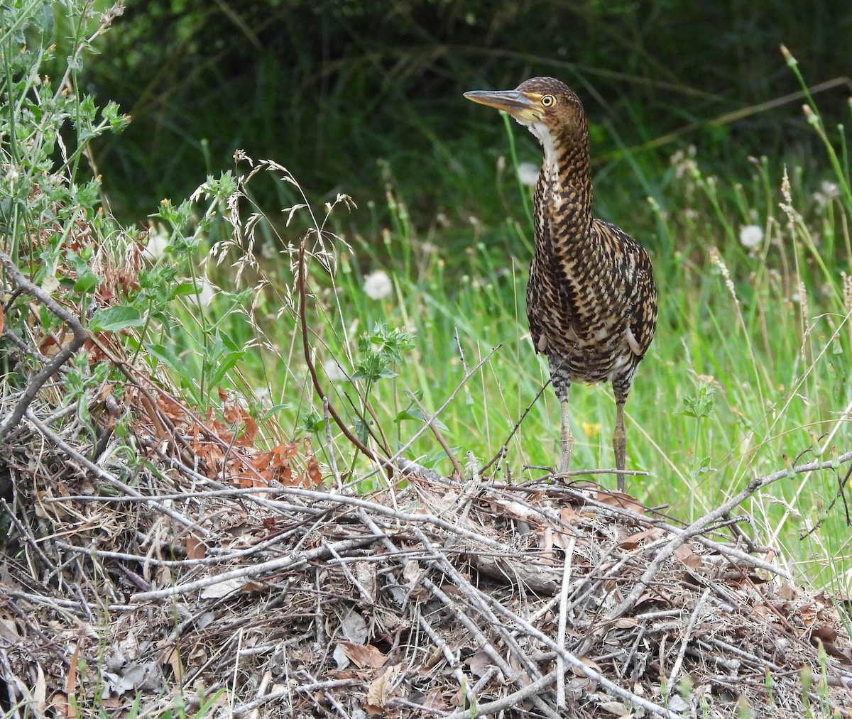 Rufescent Tiger-Heron - ML647402153