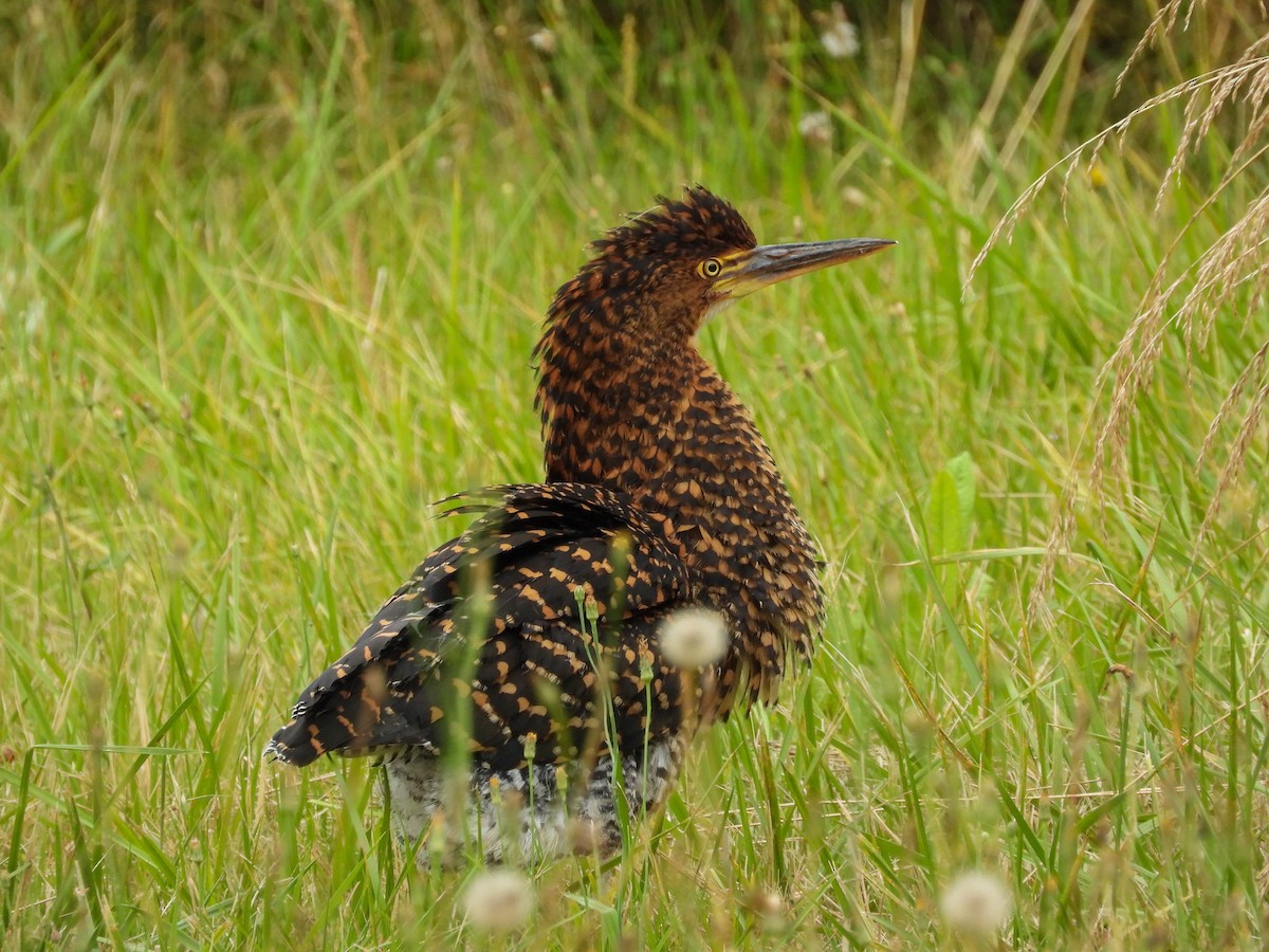 Rufescent Tiger-Heron - ML647402154