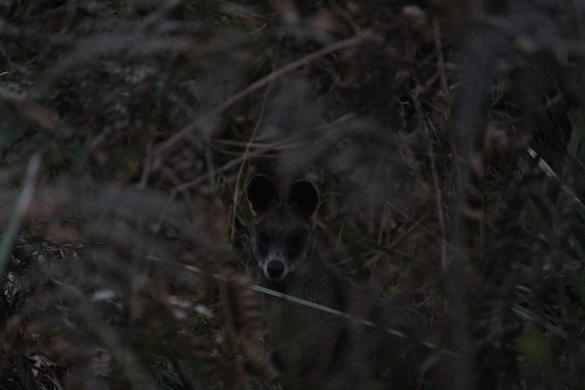Swamp Wallaby - ML647402158