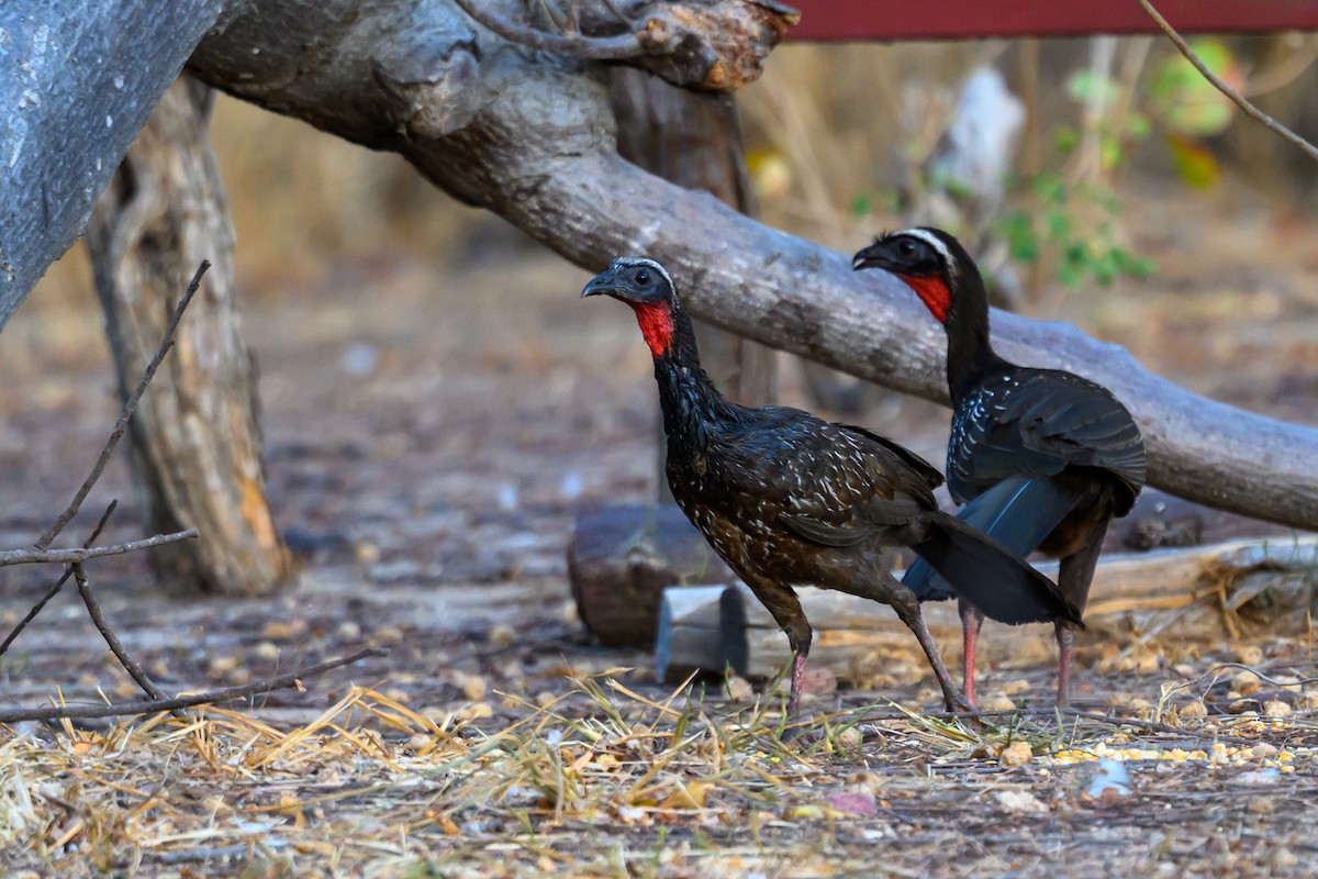 White-browed Guan - ML647402159