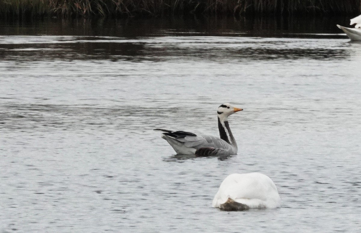 Гуска гірська - ML647402161