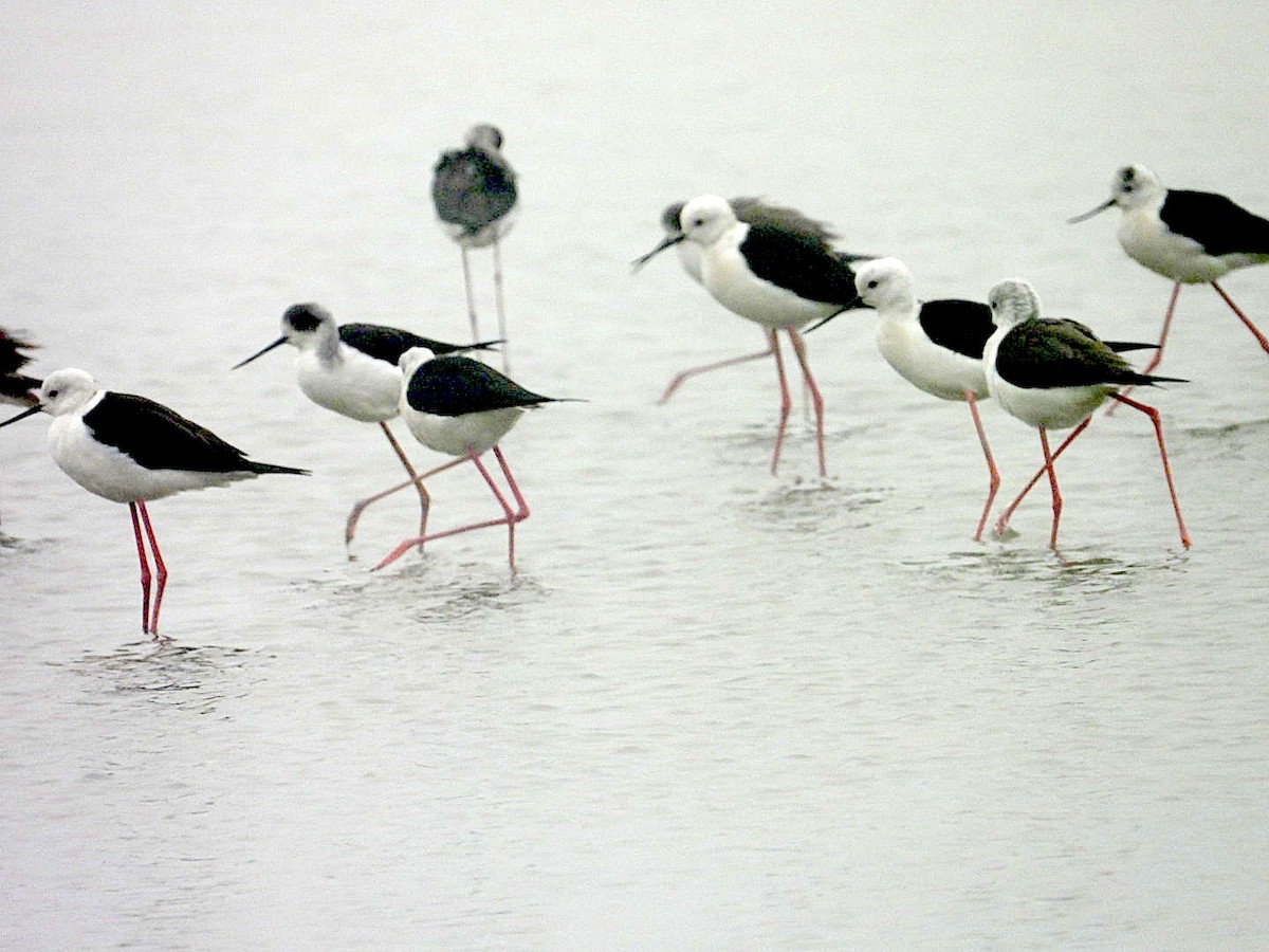 高蹺鴴 - ML647402164