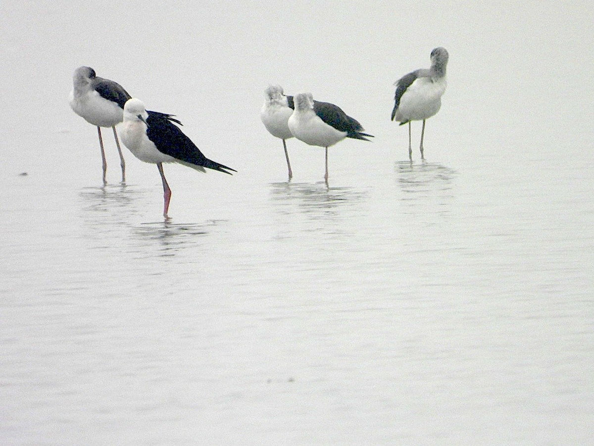 高蹺鴴 - ML647402165