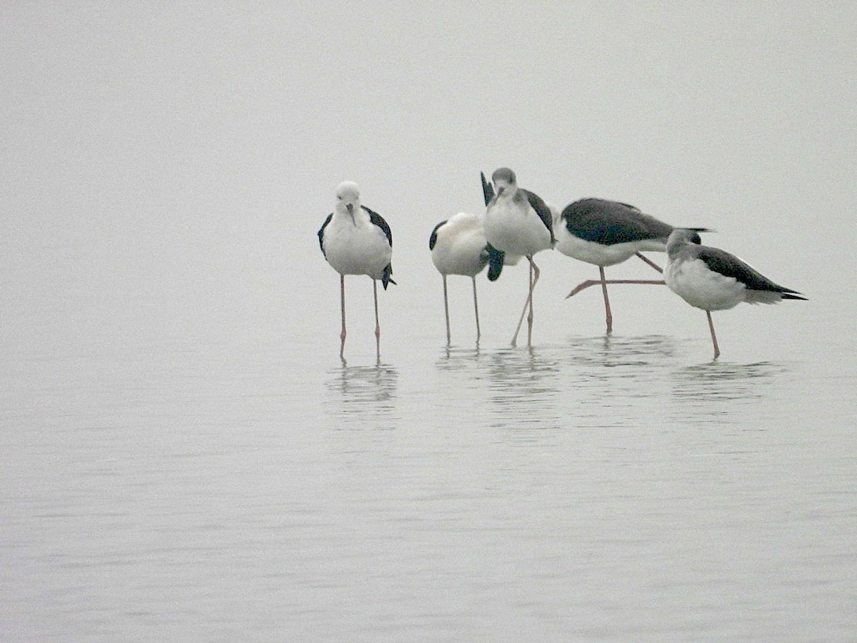 高蹺鴴 - ML647402166