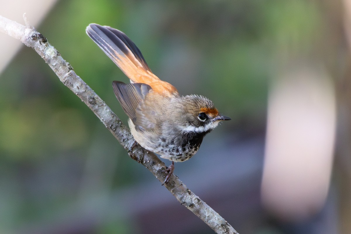 Australian Rufous Fantail - ML647402174