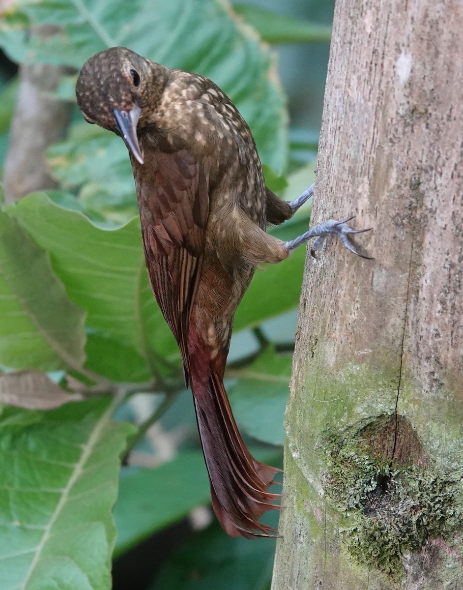 Spotted Woodcreeper - ML647402190