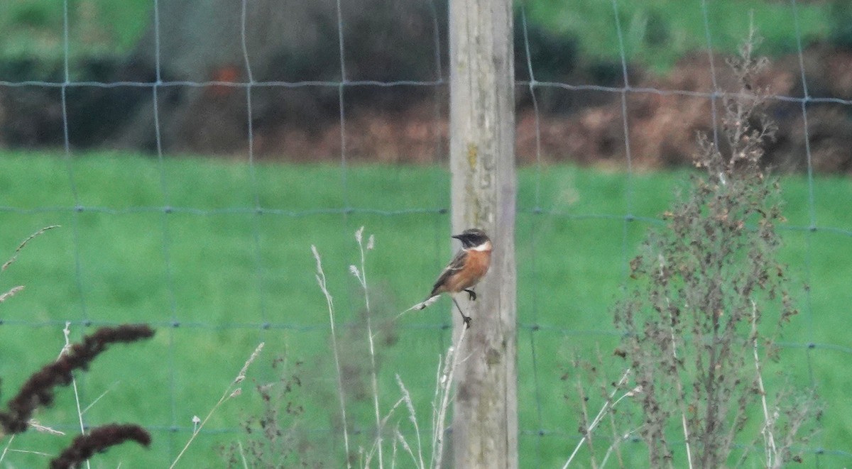 Трав'янка чорноголова - ML647402192