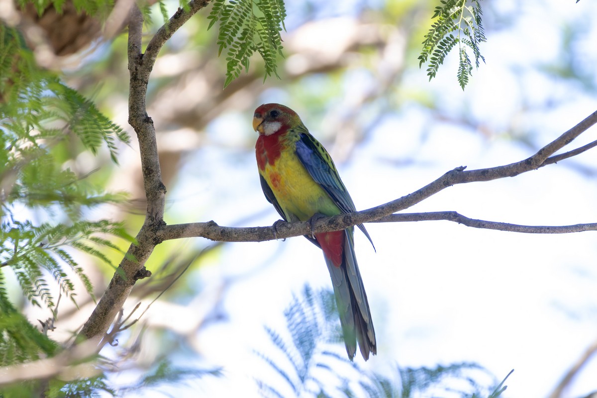 Eastern Rosella - ML647402211