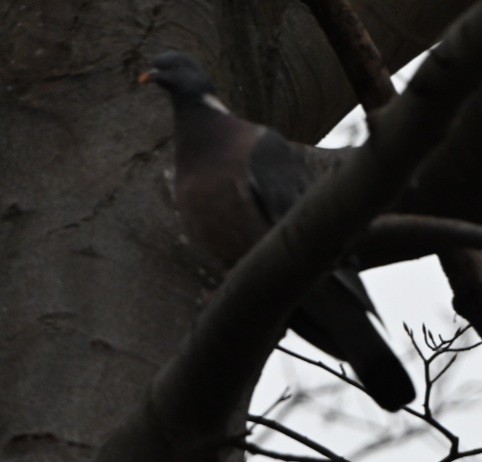 モリバト - ML647402214