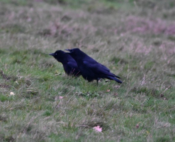 ハシボソガラス - ML647402216