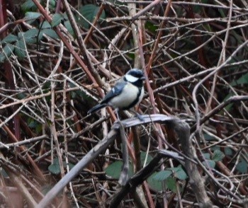 ヨーロッパシジュウカラ - ML647402224