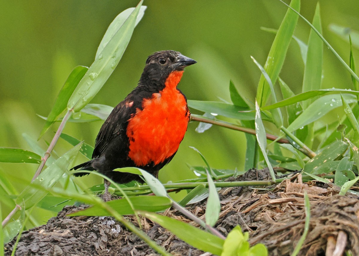 Red-breasted Meadowlark - ML647402225