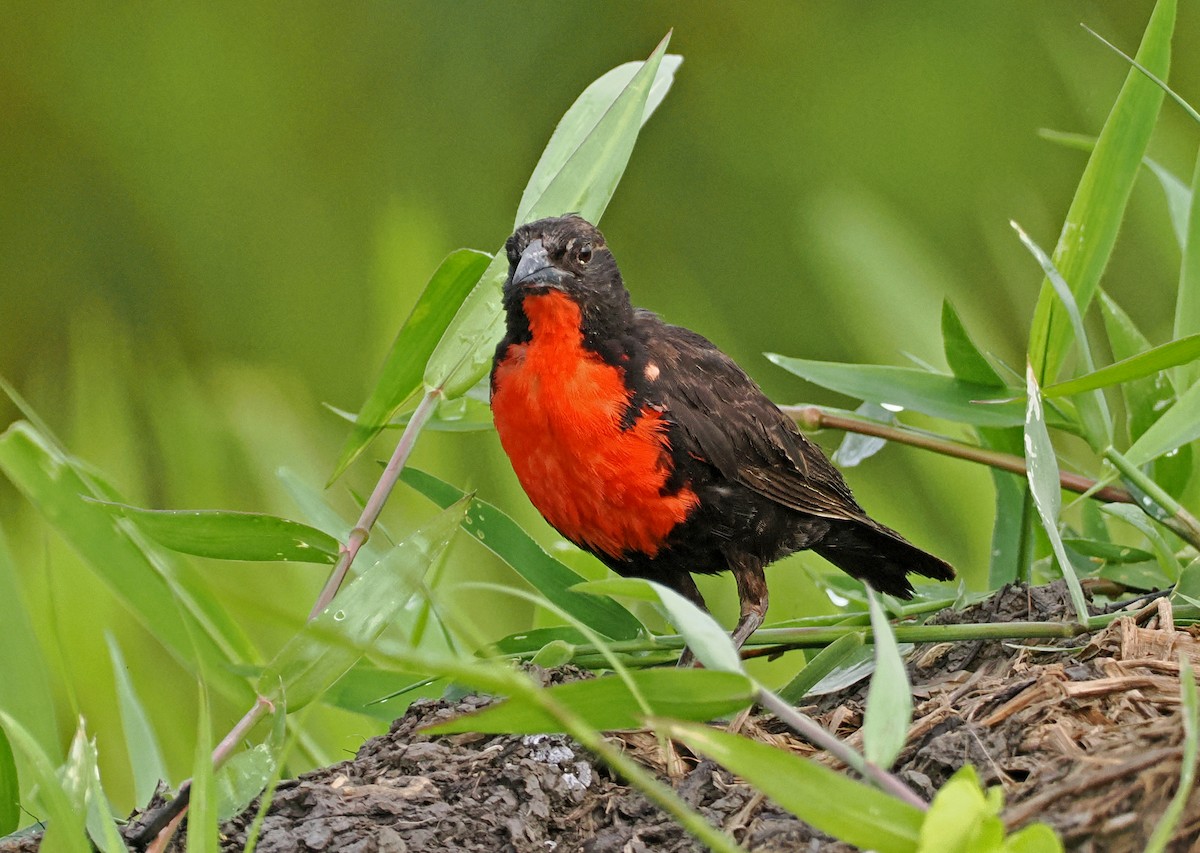 Red-breasted Meadowlark - ML647402226