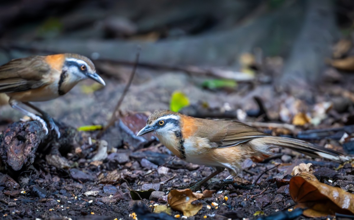 Lesser Necklaced Laughingthrush - ML647402227