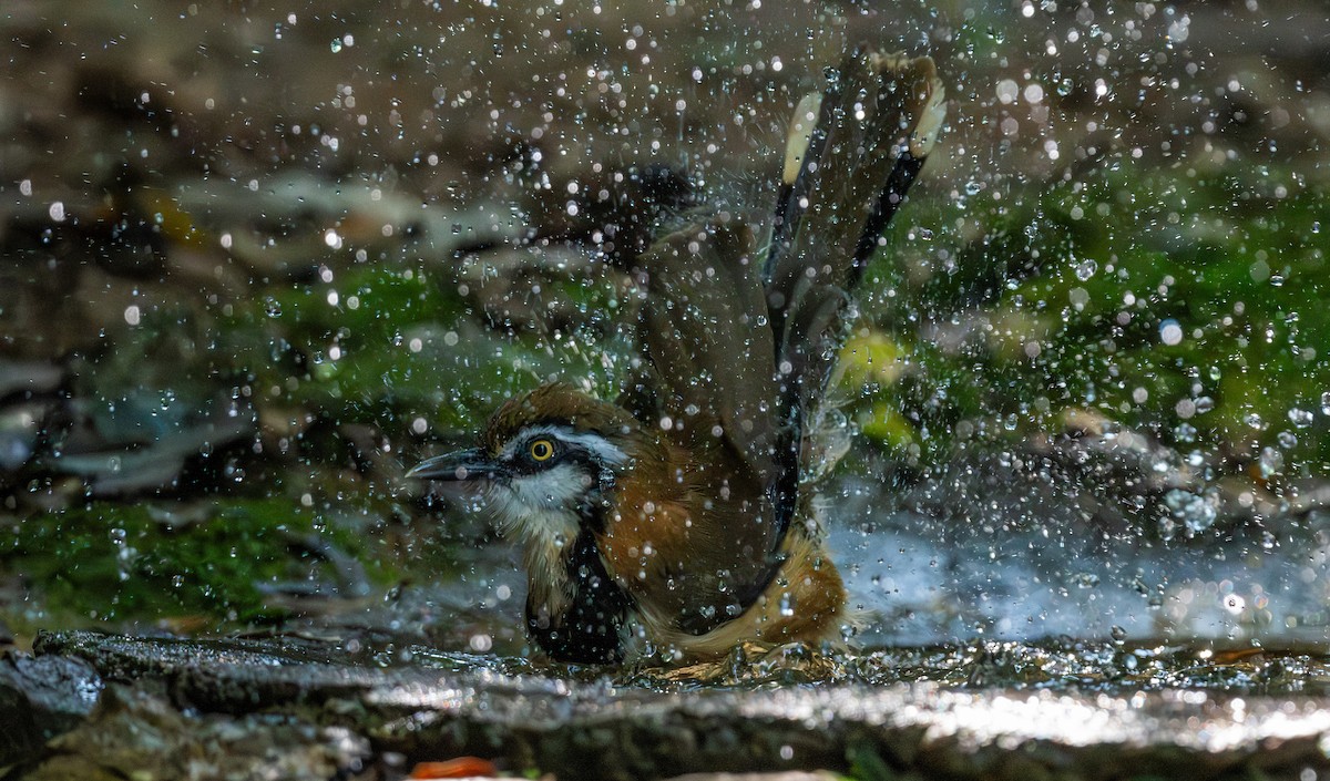 Lesser Necklaced Laughingthrush - ML647402228