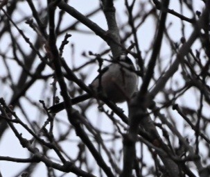 エナガ - ML647402230