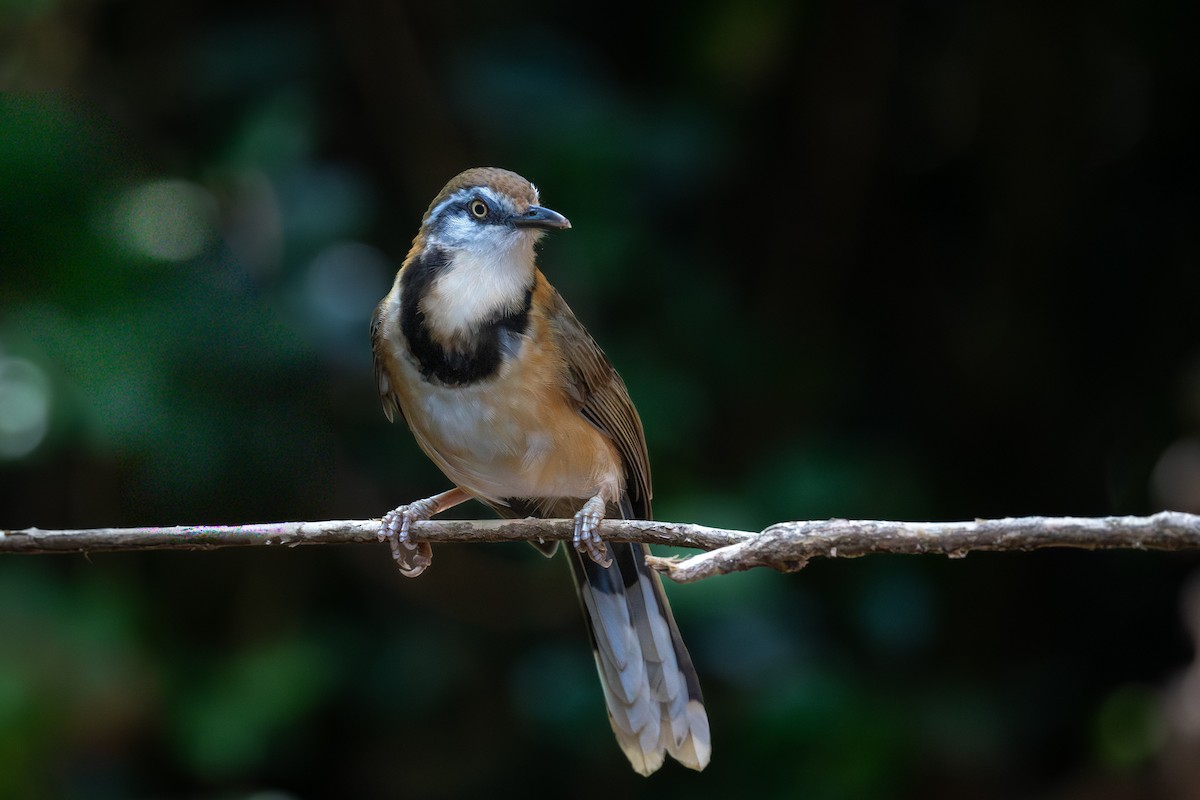 Lesser Necklaced Laughingthrush - ML647402283