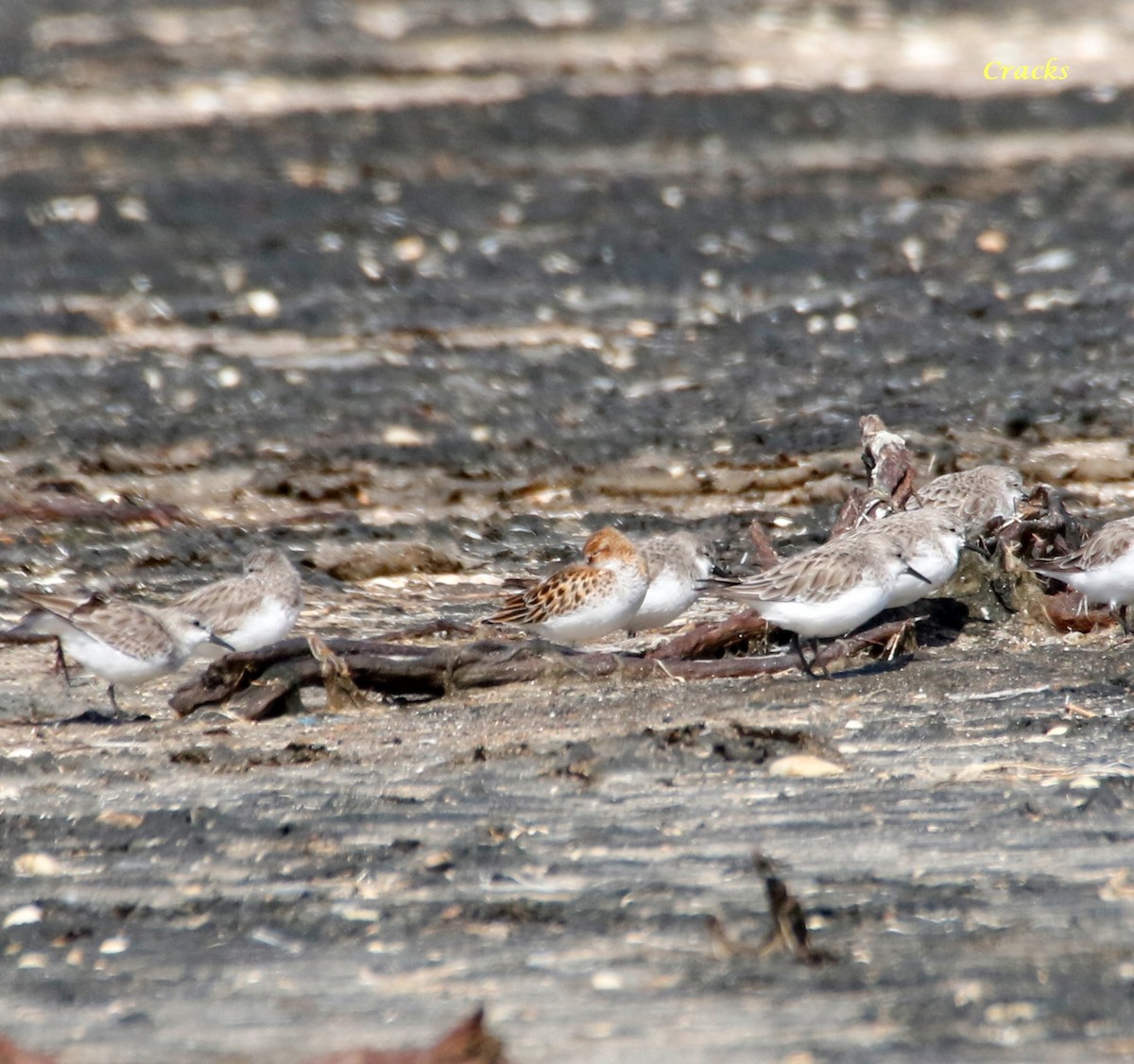 Küçük Kumkuşu - ML647402292