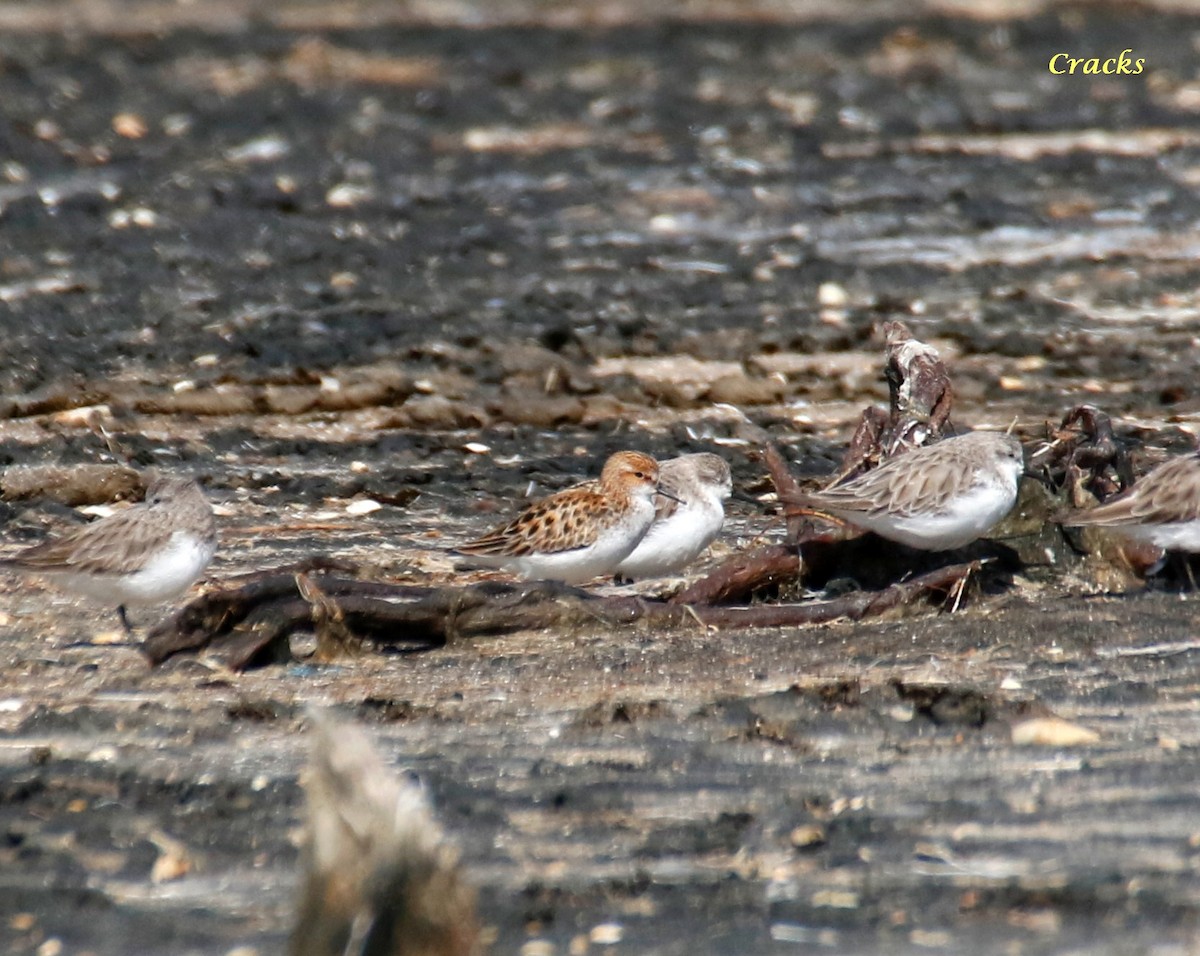 Küçük Kumkuşu - ML647402293