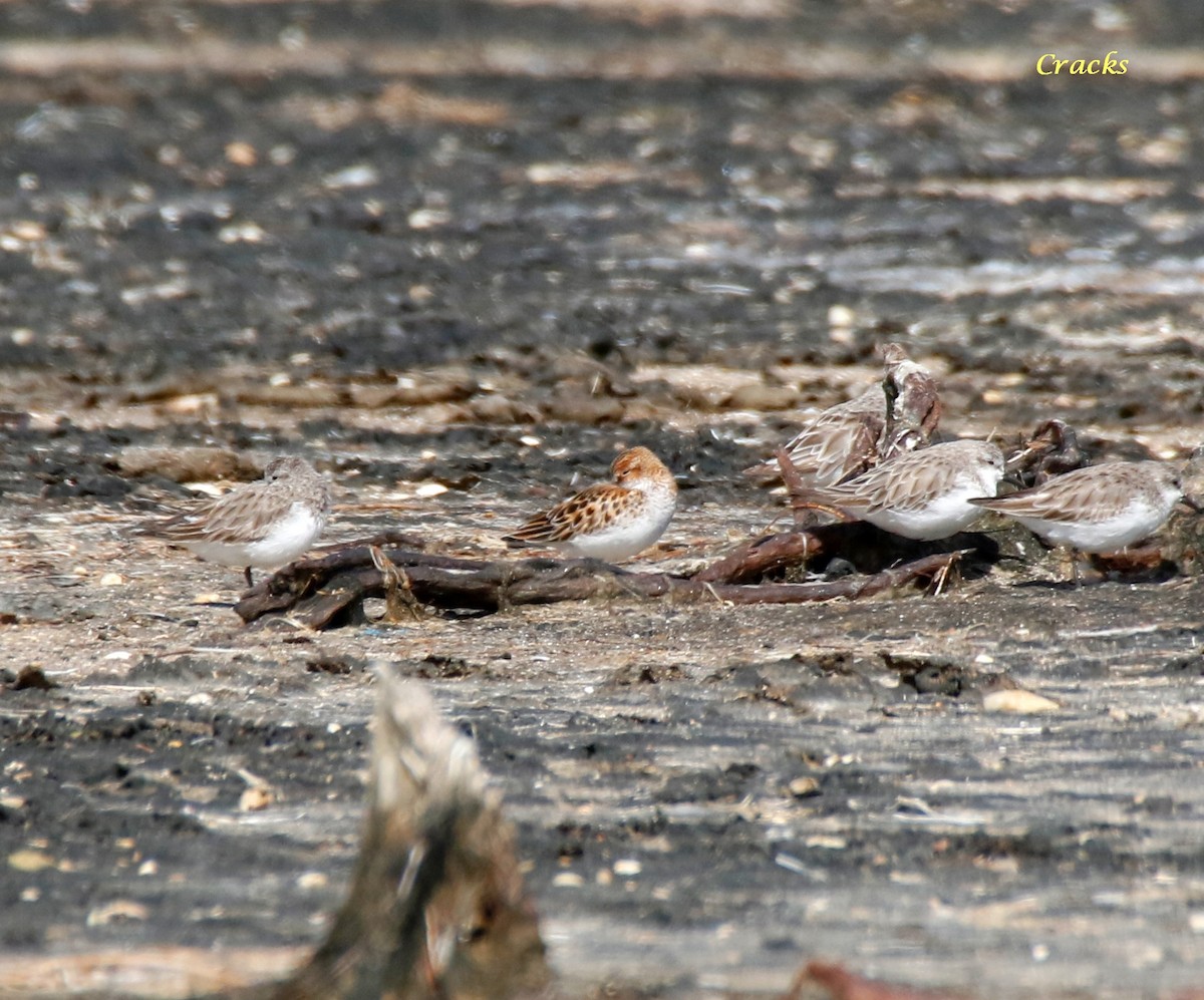 Küçük Kumkuşu - ML647402294