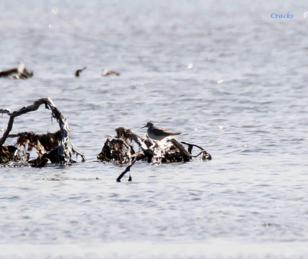 Gray-tailed Tattler - ML647402310