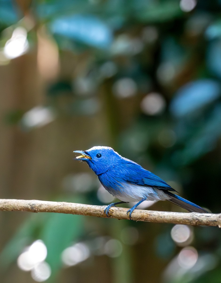 Black-naped Monarch - ML647402320