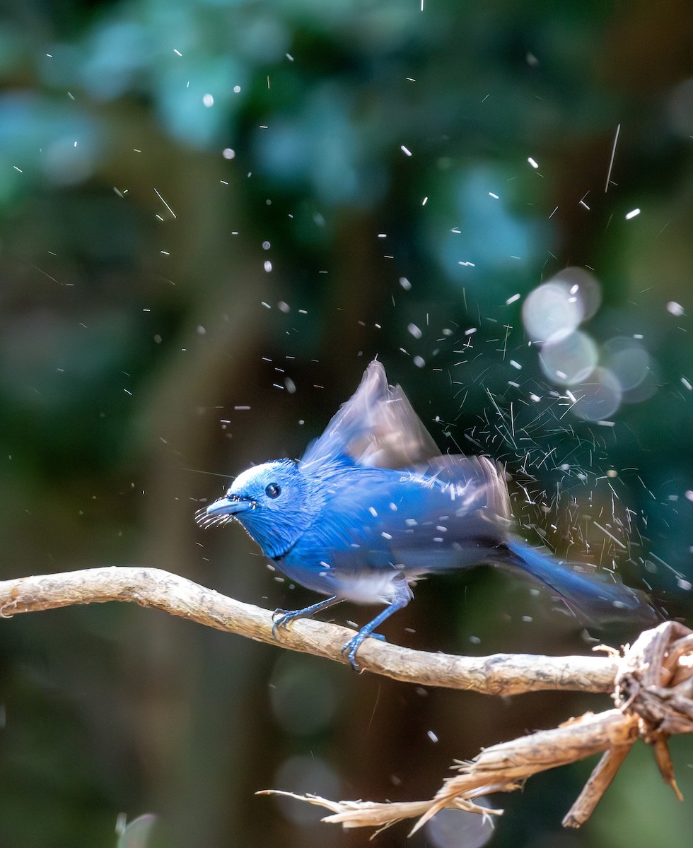 Black-naped Monarch - ML647402321