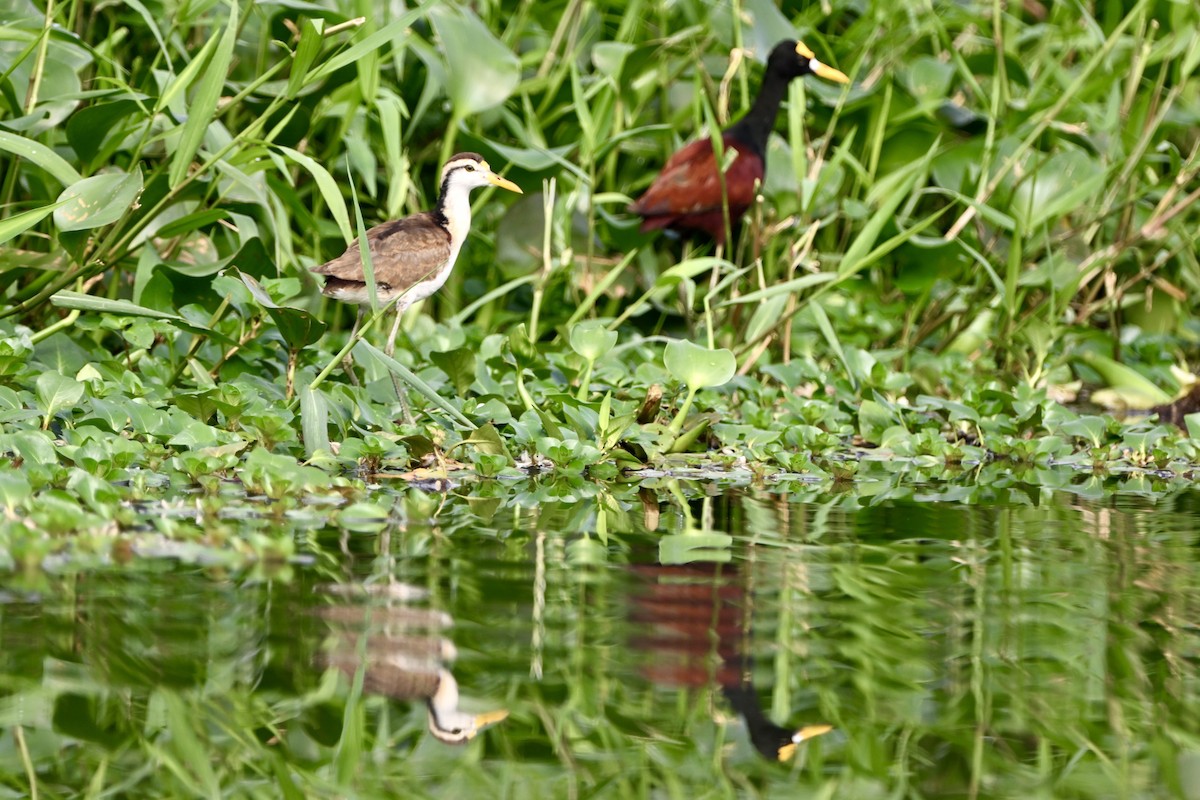 Northern Jacana - ML647402329